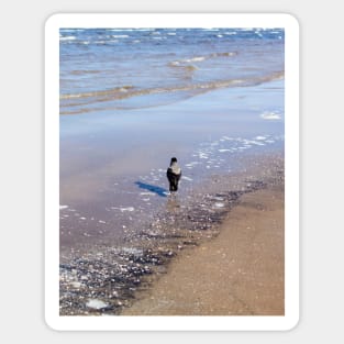 Grey crow walking in sea water near seacoast Sticker